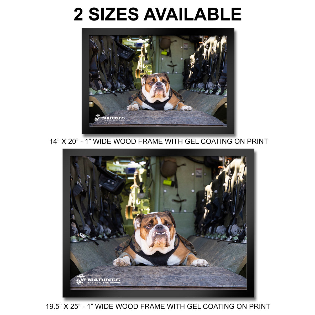 7.62 Design Bulldog stampa incorniciata 14x20 USMC