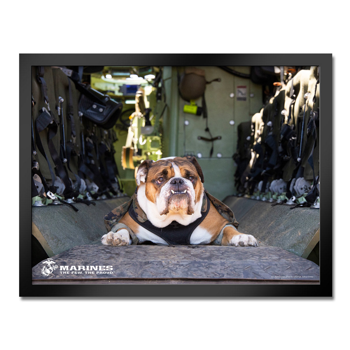 7.62 Design Bulldog stampa incorniciata 14x20 USMC