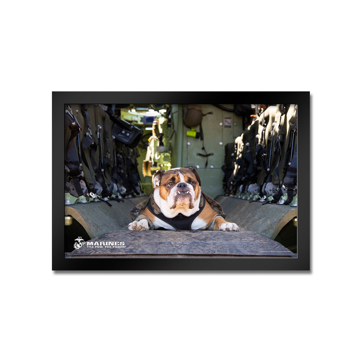 7.62 Design Bulldog stampa incorniciata 14x20 USMC
